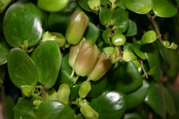 http://www.cloudjungle.com/CloudJungle/Gesneriaceae/Aeschynanthus/Aeschynanthus Thai Pink calyx.jpg